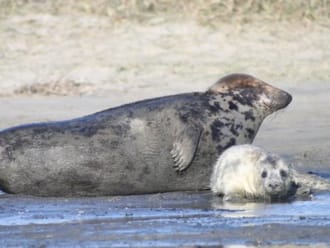 Grijze zeehond