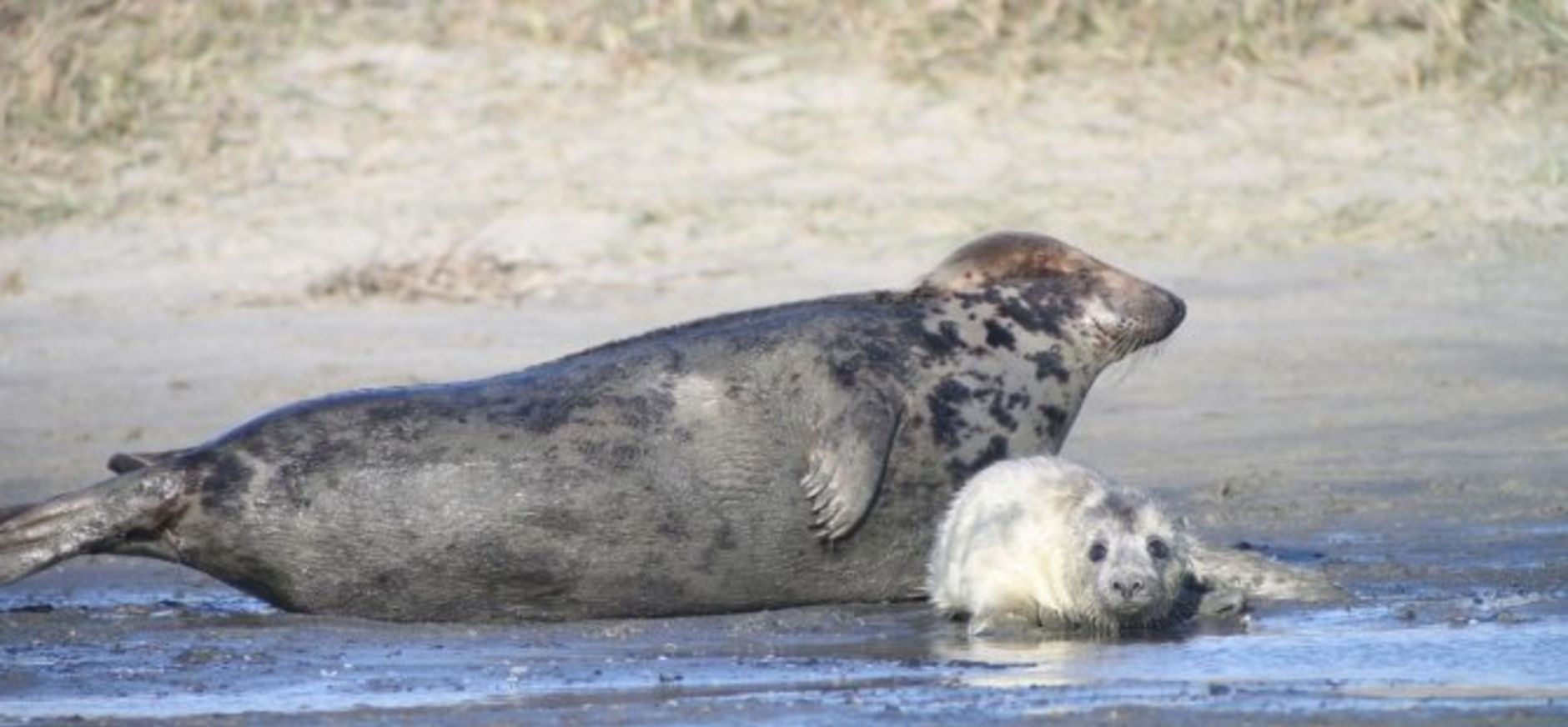 Een moeder grijze zeehond met haar jonge pup Grijze zeehond