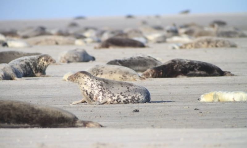 Zeehonden op Richel Zeehonden op Richel