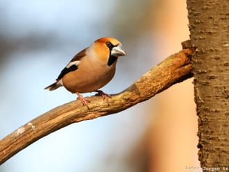 Appelvink