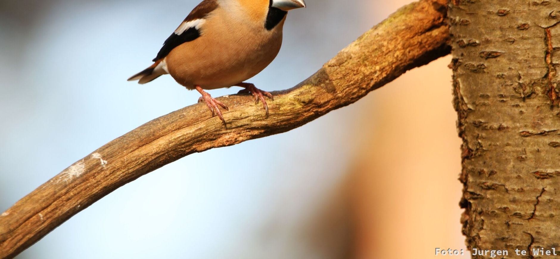 Appelvink Appelvink