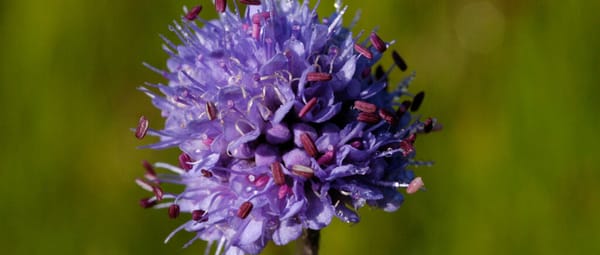 Blauwe knoop Blauwe knoop