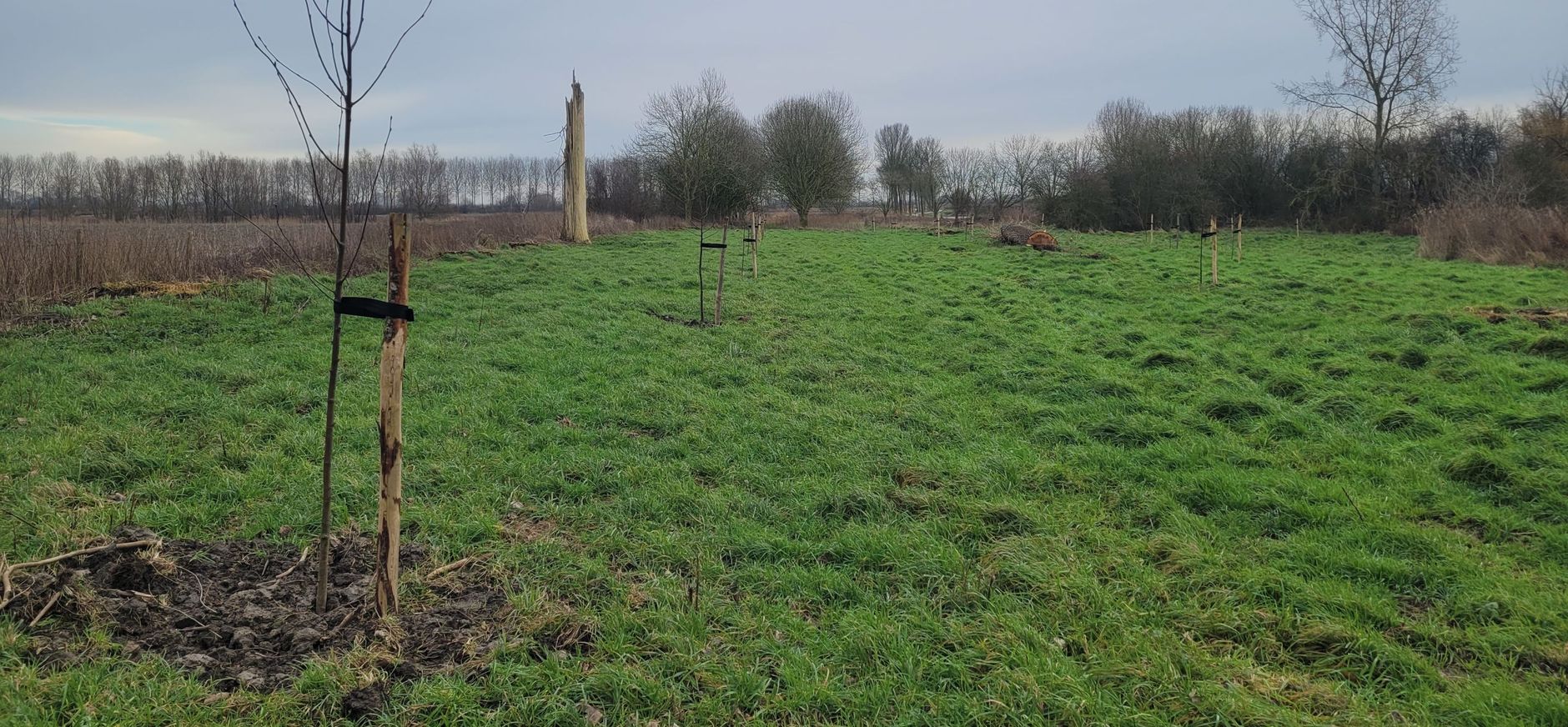 bomen