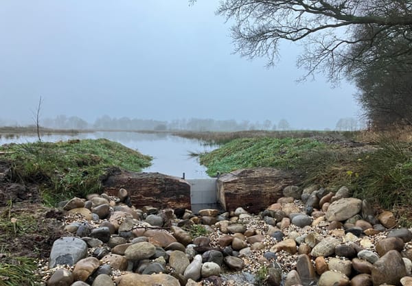 Boomstamstuw met stenen ervoor Boomstamstuw met stenen ervoor