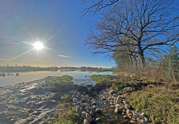 Boomstamstuw in de zon Boomstamstuw in de zon