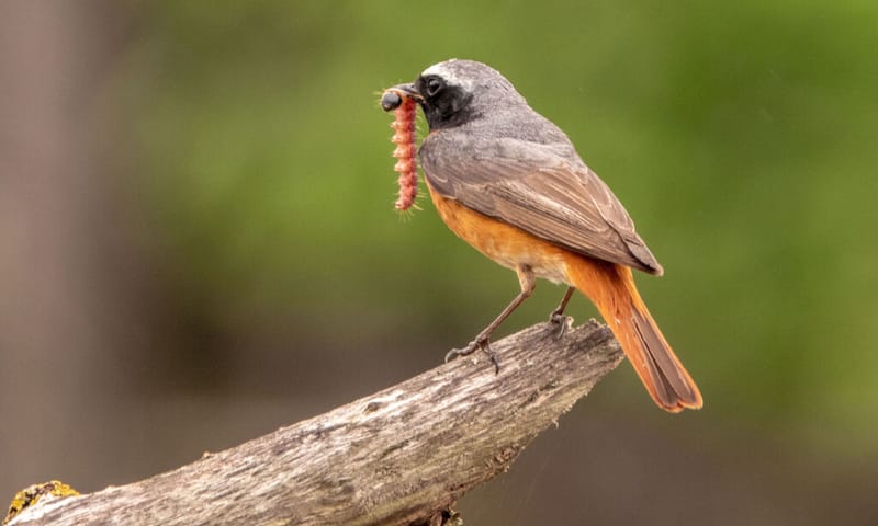 Gekraagde roodstaart met rups Gekraagde roodstaart met rups