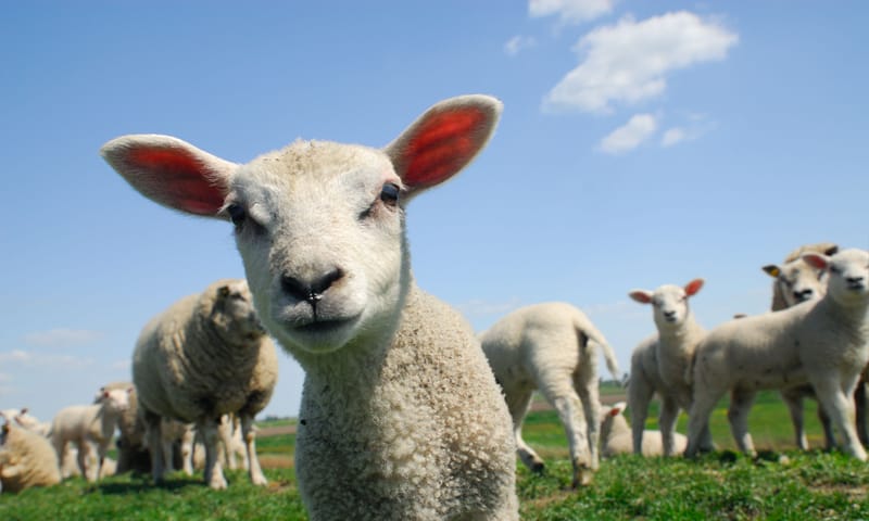 Brammetje het Lammetje