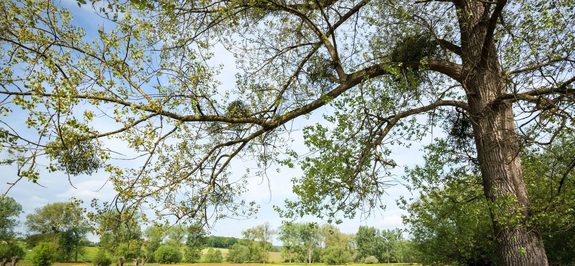 Natuur Geuldal bij Cottessen Natuur Geuldal bij Cottessen