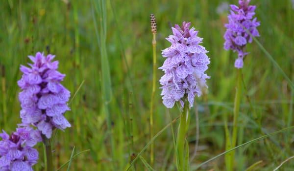 Gevlekte orchis Gevlekte orchis
