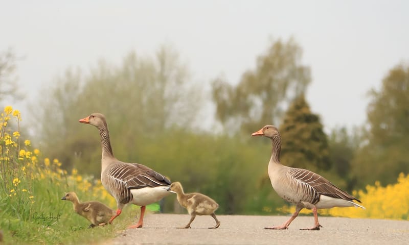 Grauwe Gans, ouders met jongen Grauwe Gans, ouders met jongen