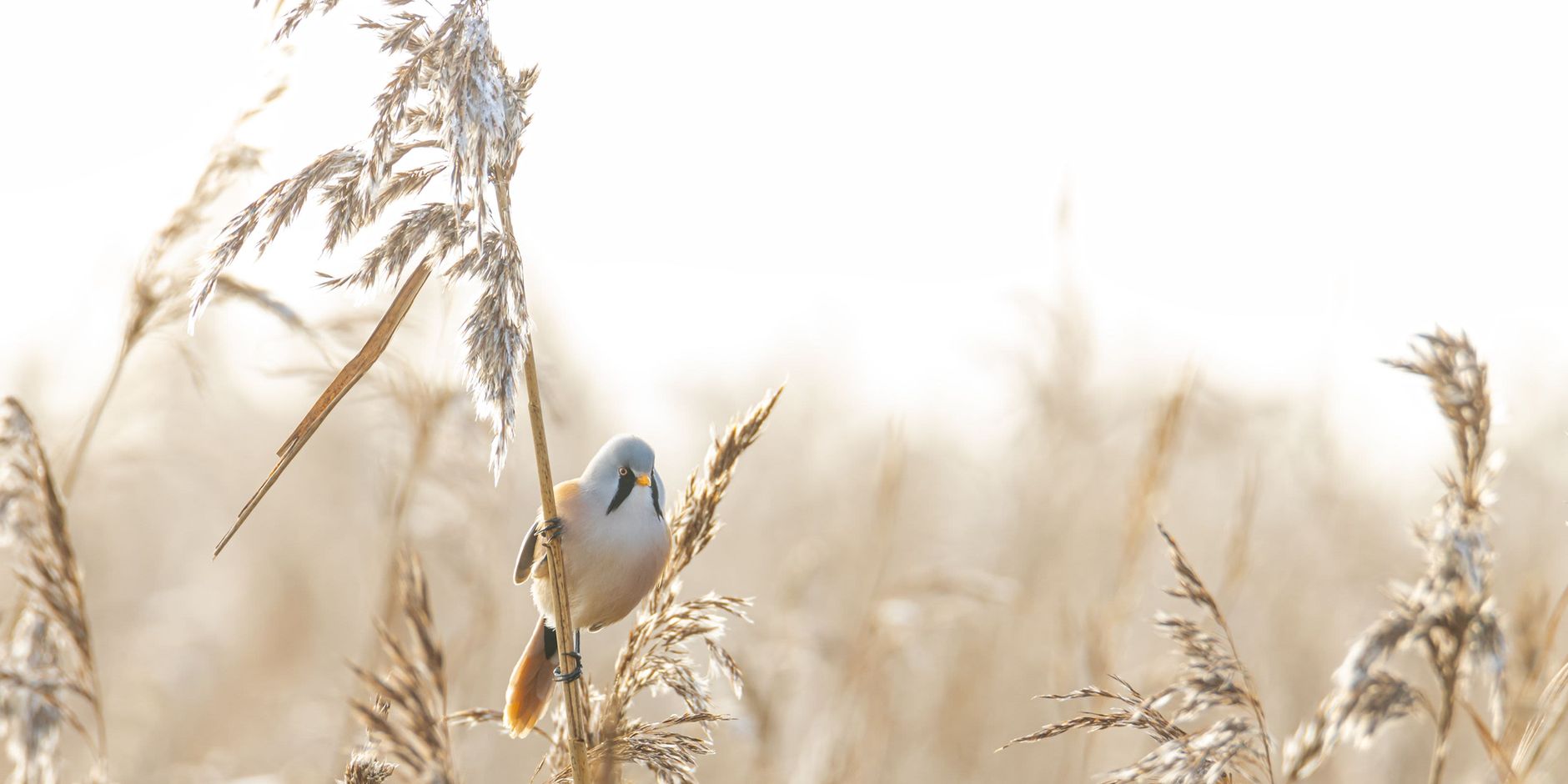 word lid natuurbelever