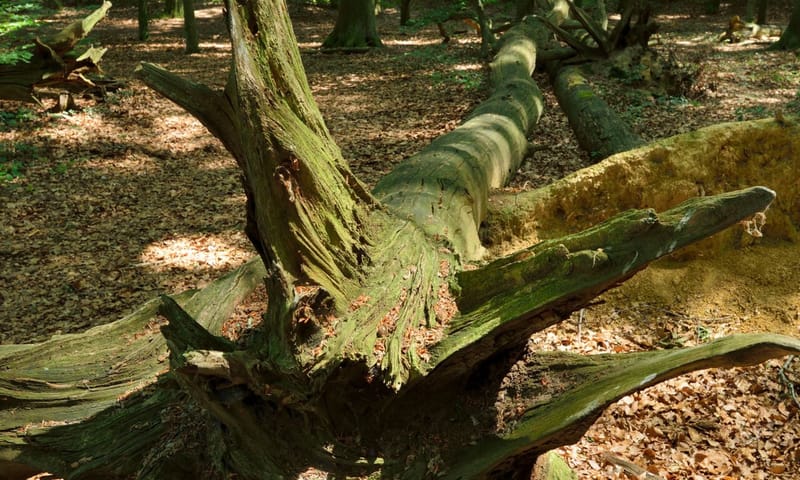 dode beuk in beukenbos Weversbergen