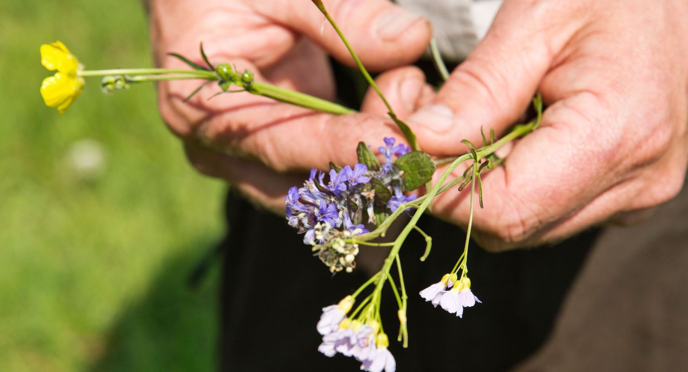 Boswachter bloemen