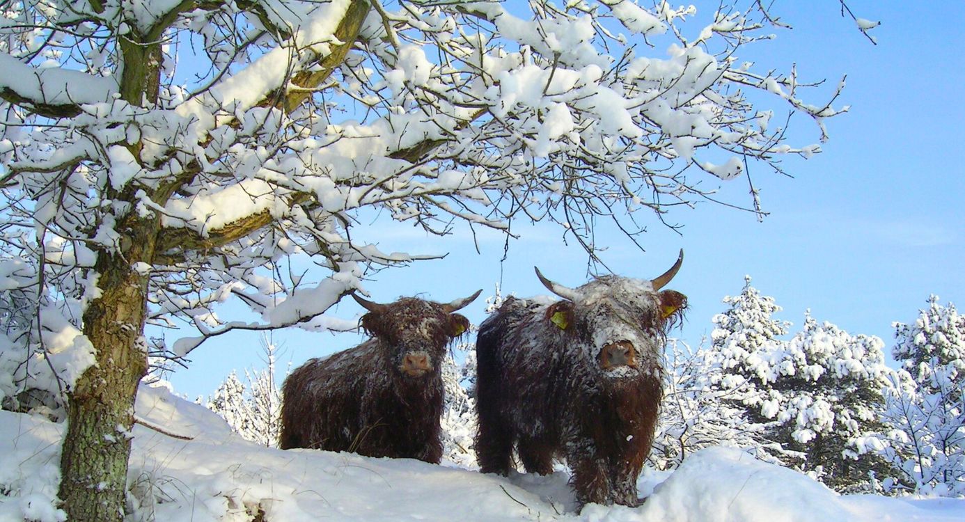 Twee Schotse hooglanders in de sneeuw