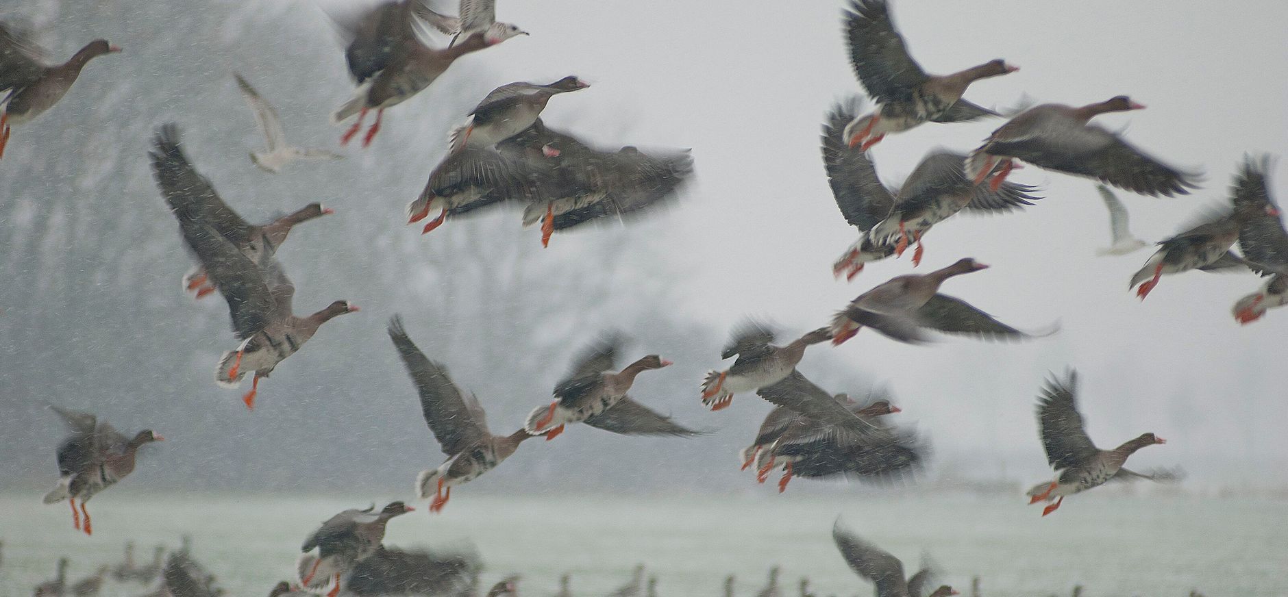 Opvliegende kolganzen Opvliegende kolganzen boven een weiland