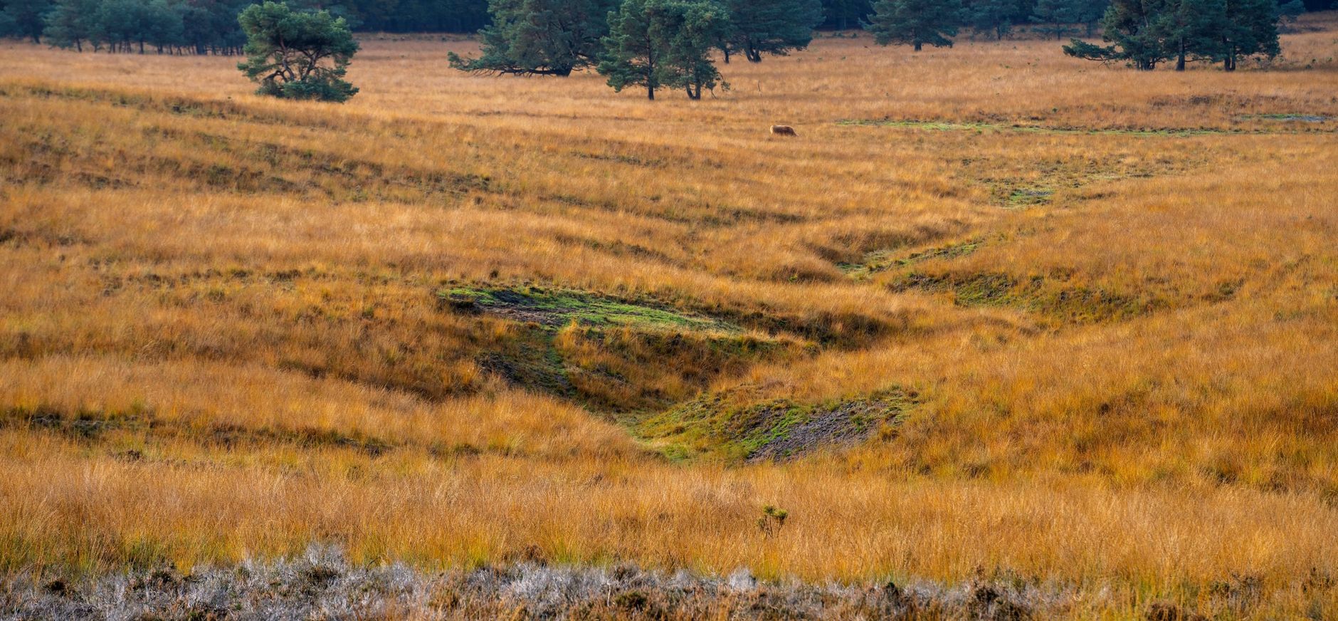 De Terletse heide De Terletse heide