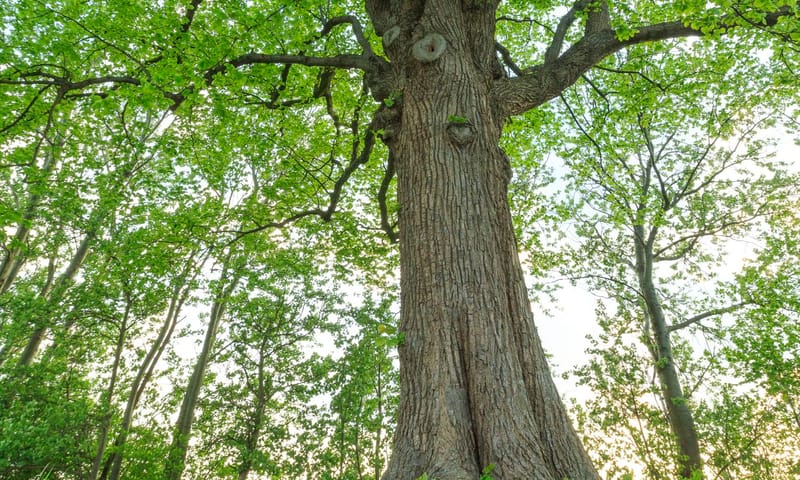 lindeboom
