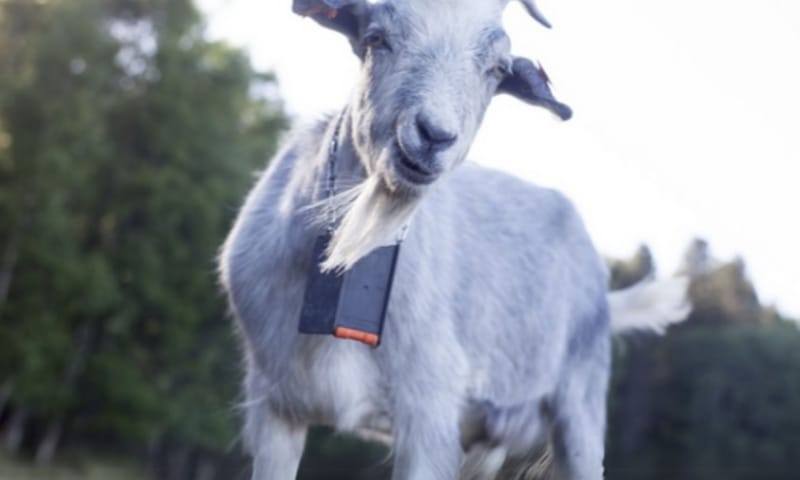 geit met halsband geit met halsband