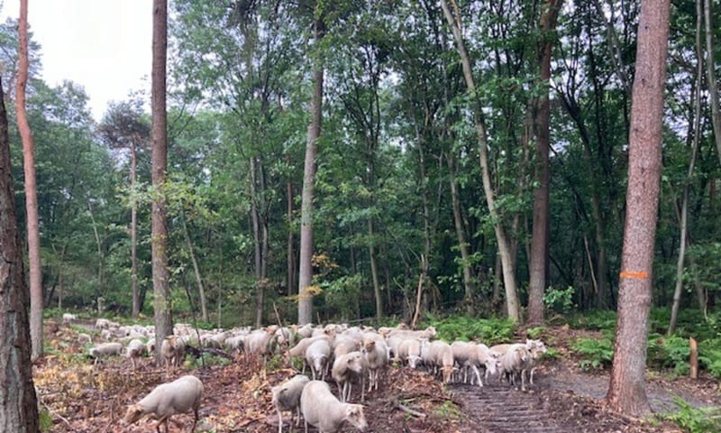 Inzet van schapen voor de nabegrazing Inzet van schapen voor de nabegrazing