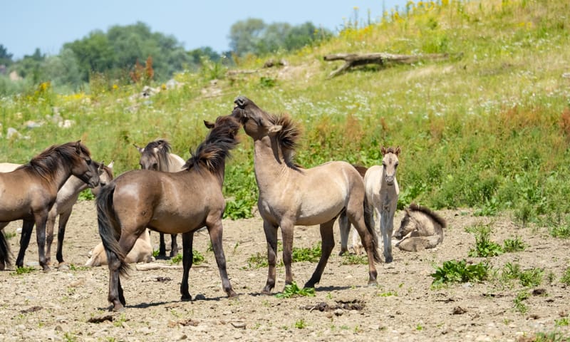 Konikpaarden bij Nattenhoven