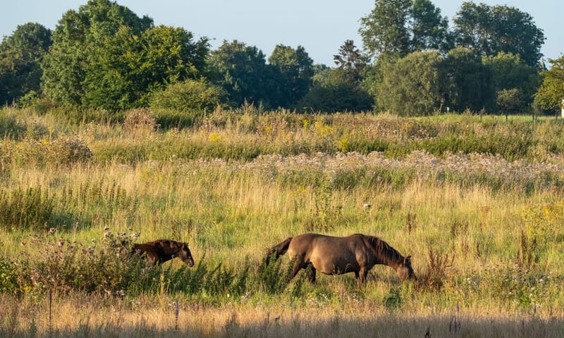 konikpaarden bij grevenbicht