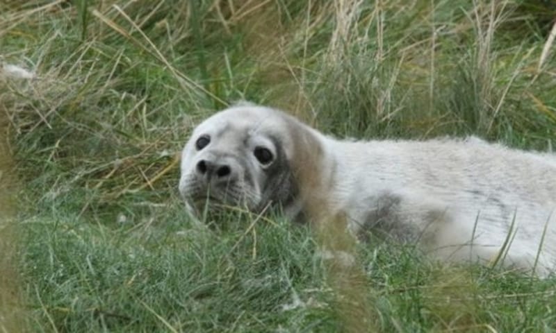 Jonge zeehond