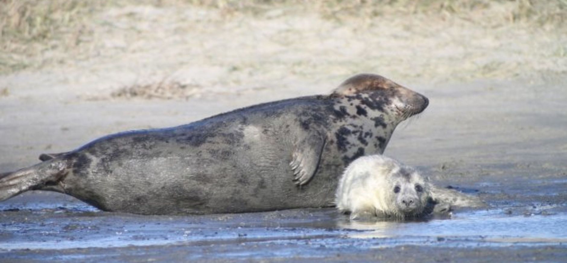 Een moeder grijze zeehond met haar jonge pup Grijze zeehond
