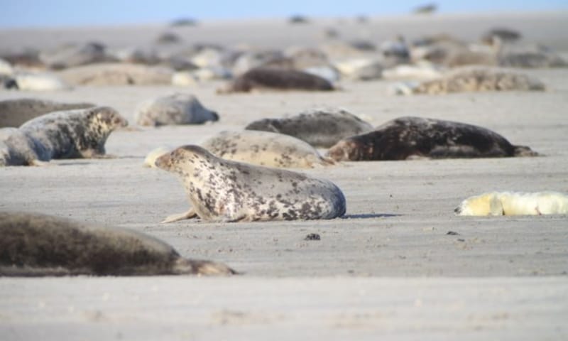 Zeehonden op Richel