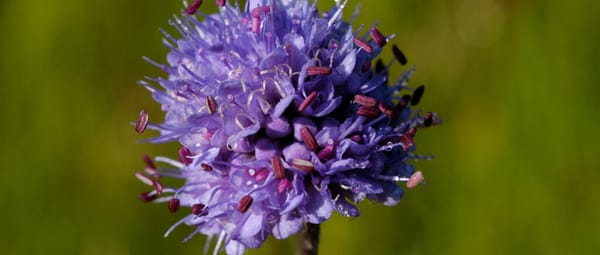 Blauwe knoop Blauwe knoop