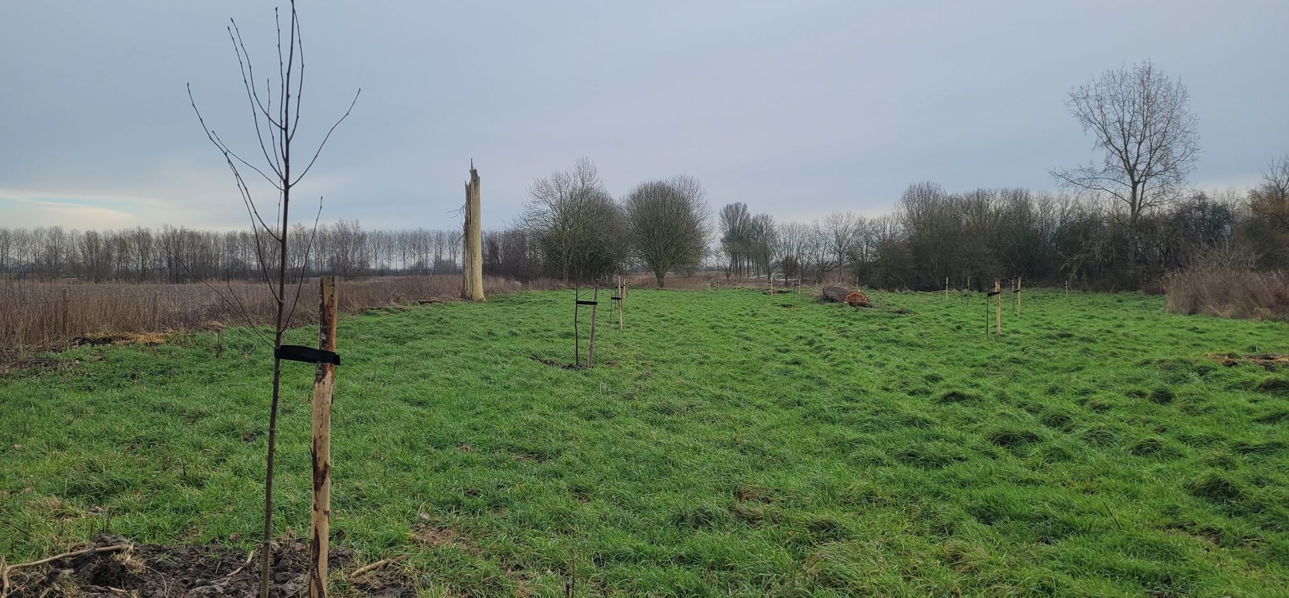 bomen