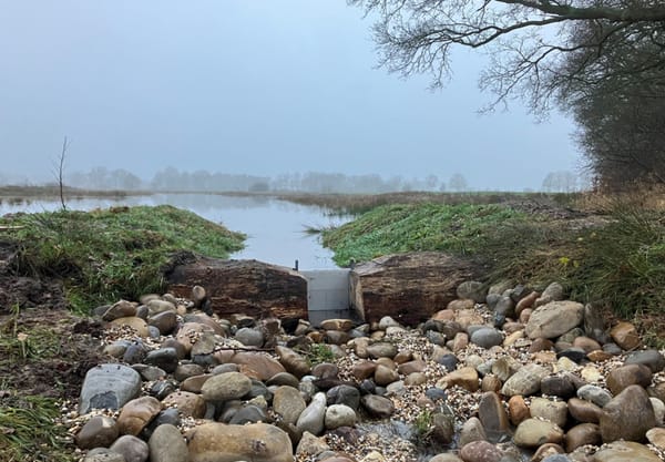Boomstamstuw met stenen ervoor Boomstamstuw met stenen ervoor