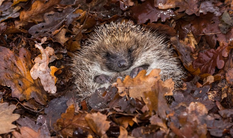 Egel in winterslaap tussen de bladeren