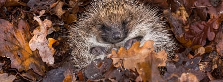 Egel Egel in winterslaap tussen de bladeren