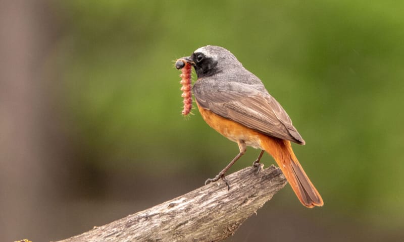 Gekraagde roodstaart met rups