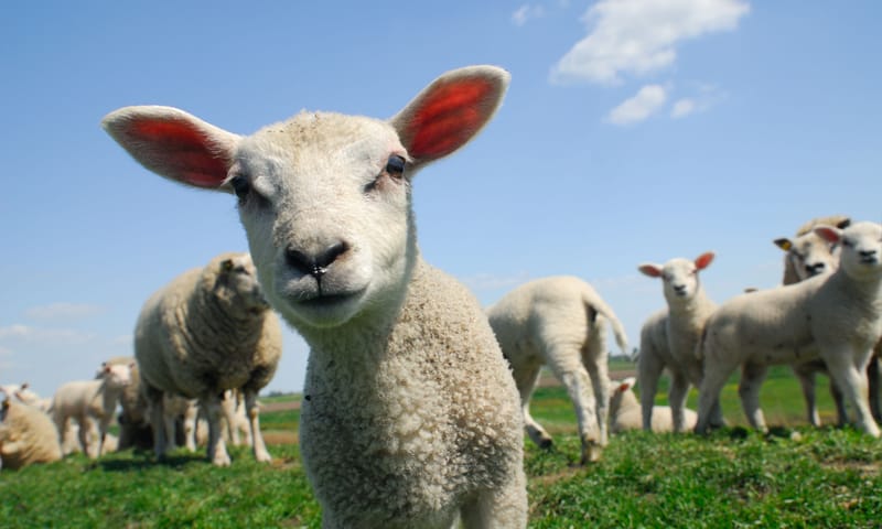 Brammetje het Lammetje