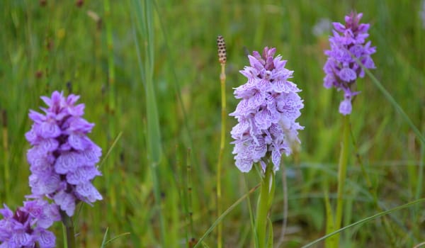 Gevlekte orchis Gevlekte orchis