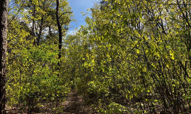 Amerikaanse jonge eiken domineren het bos