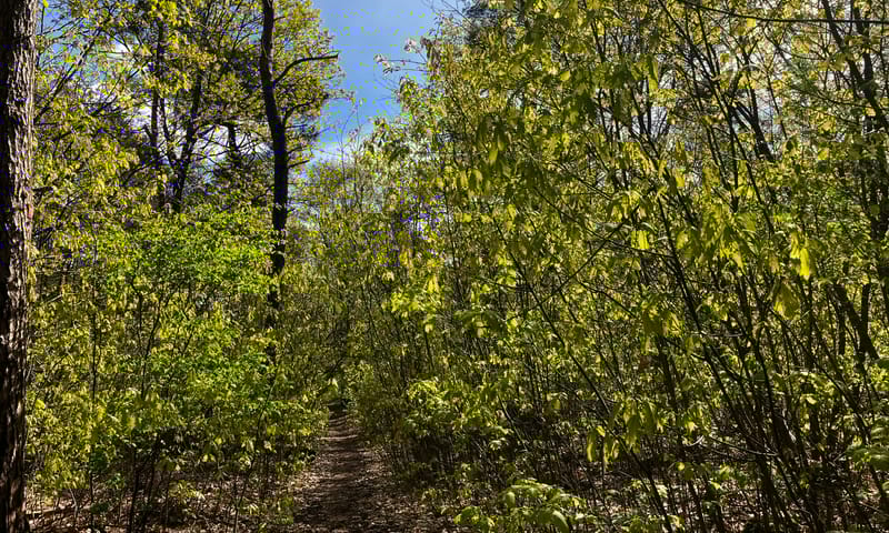 Amerikaanse jonge eiken domineren het bos