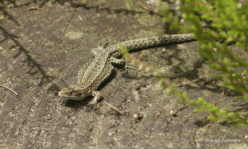 Afbeelding van een levendbarende hagedis, zonnend op een boomstronk