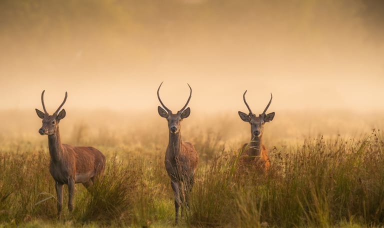 drie jonge edelherten in avondlicht