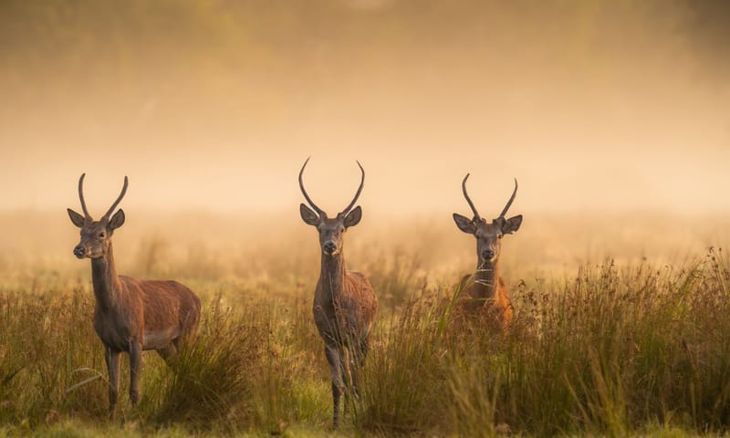drie jonge edelherten in avondlicht