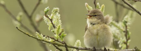 fitis in takken in bloei