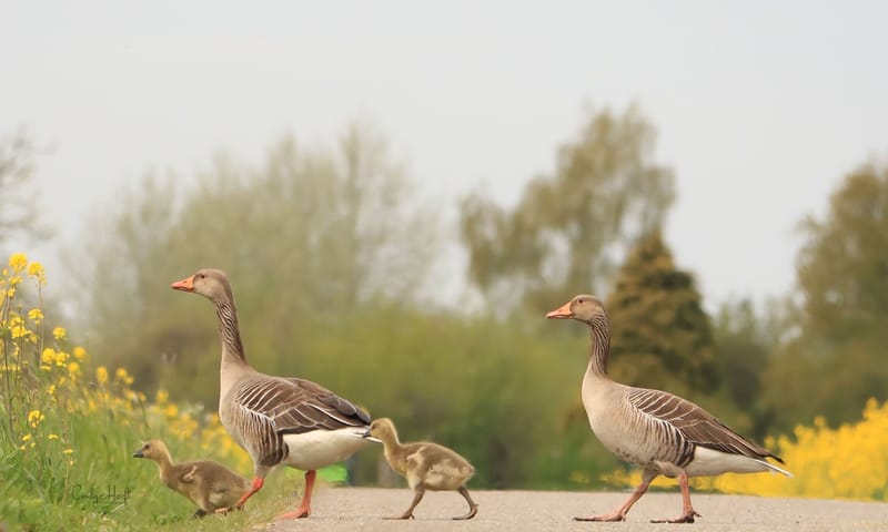 Grauwe Gans, ouders met jongen Grauwe Gans, ouders met jongen
