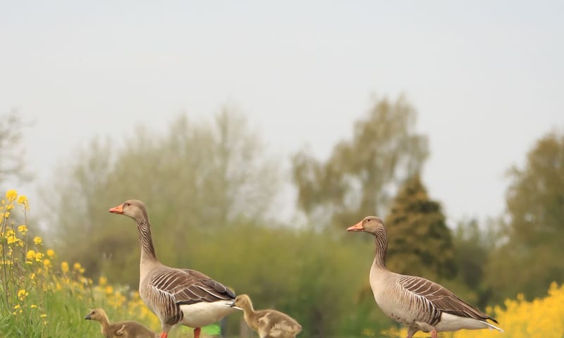 Grauwe Gans, ouders met jongen Grauwe Gans, ouders met jongen