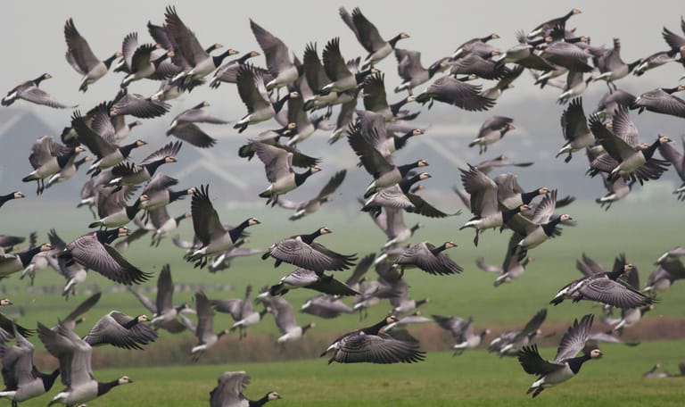 Opvliegende brandganzen