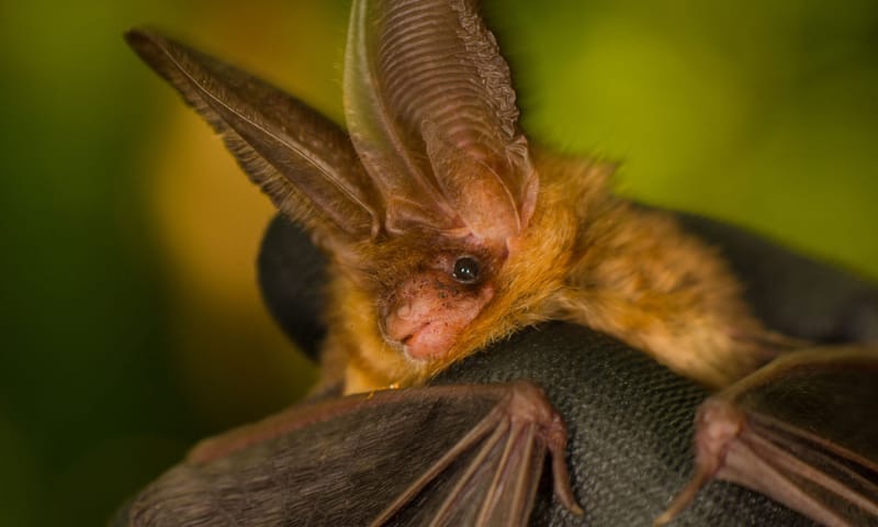 Vleermuis
