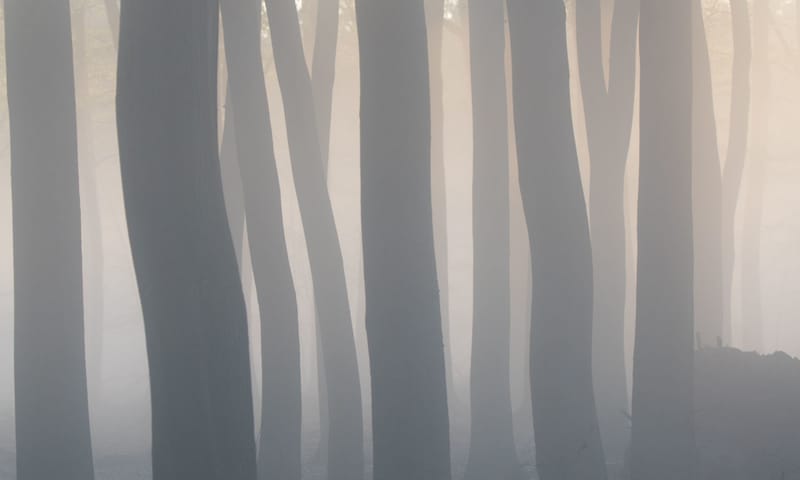 Beuken in de ochtend