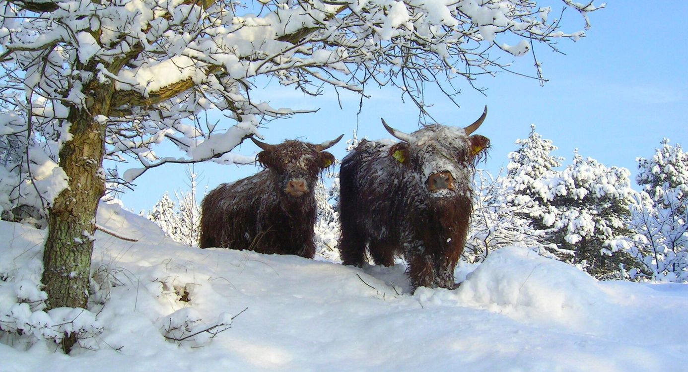 Twee Schotse hooglanders in de sneeuw