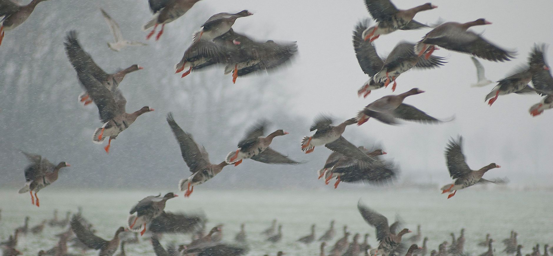 Opvliegende kolganzen Opvliegende kolganzen boven een weiland