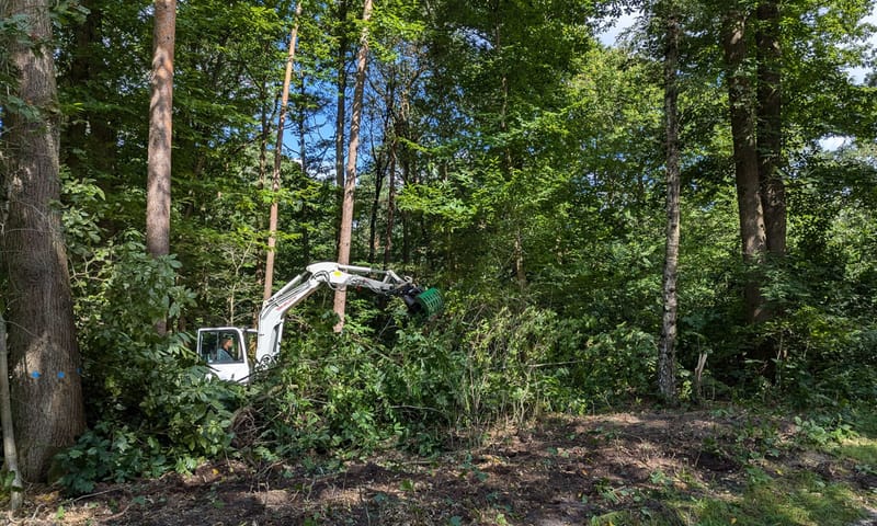 Jonge Amerikaanse eiken worden met wortel en al uit de grond getrokken